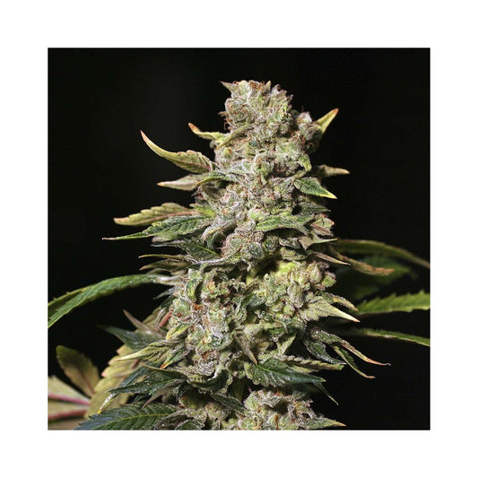 TNT Kush Fem x3+1 - Potentes Semillas Feminizadas | Eva Seeds