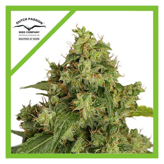 XTREME AUTO X3-DUTCH PASSION